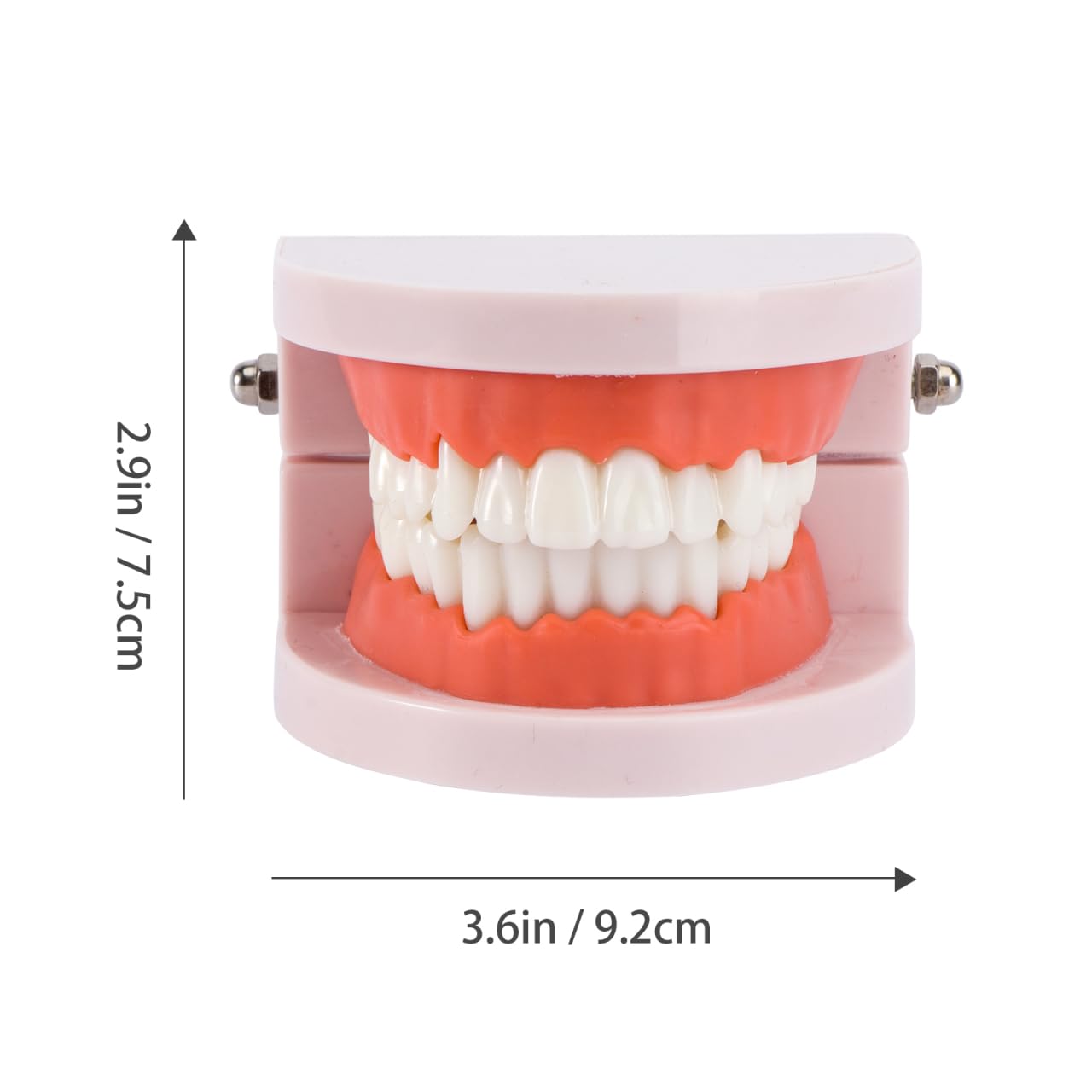 VALICLUD Modelo De Dientes Estándar Dental Herramienta Didáctica Plástico Ecológico 3D 3.62X2.95X2.00In