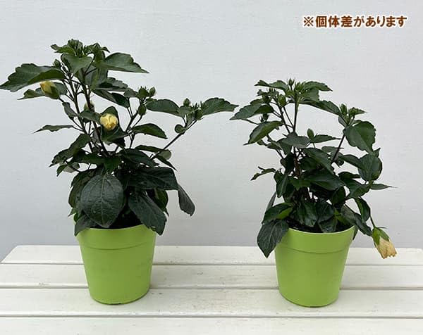 Amazon.co.jp: ハイビスカス（ニューロングライフ）：アドニスダブル