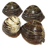 黒帯 北寄 北寄貝 ホッキ お寿司 お刺身 海鮮丼 (北海道産 活 5個)