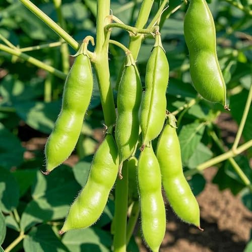 semillas orgánicas de frijoles edamame - variedades antiguas resistentes al invierno para decorativa para balcón 50pcs