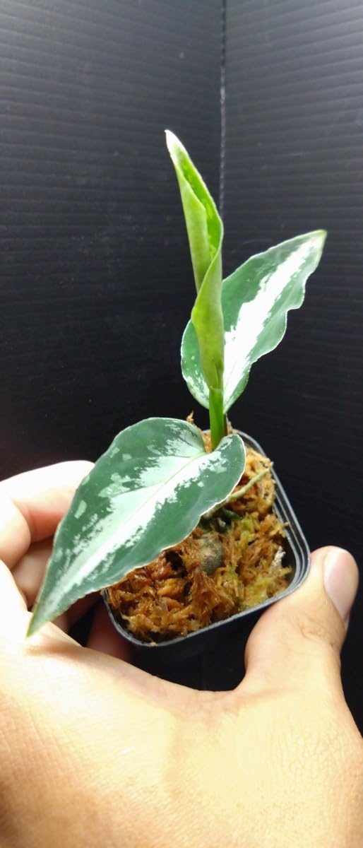 Amazon.co.jp: アグラオネマ ピクタム ラプラス 箱 Aglaonema pictum
