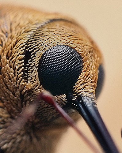 ZhongYi Mitakon 20 mm f/2 Full Frame4.5X Super Macro Lens para Canon EF DSLR Câmeras 5D3 5D4 80D 6D2