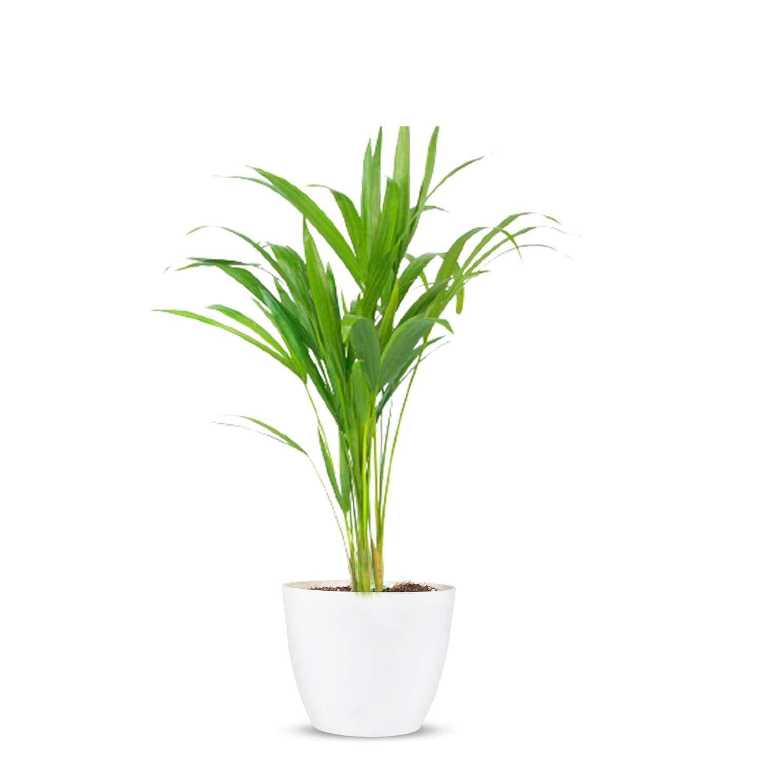 Areca Palm Live Plant, Natural Air Purifier, Indoor & Outdoor, Organic, Low Maintenance, Green, 100cm Height pack of1.A10-image-2