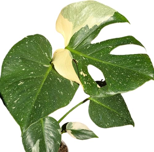 Thai Constellation Variegated Monstera Live Plant in Nursery Pot - Monstera Deliciosa Variegata - Elegant Decoration for Home or Office - CA Seller - Prime Plants California