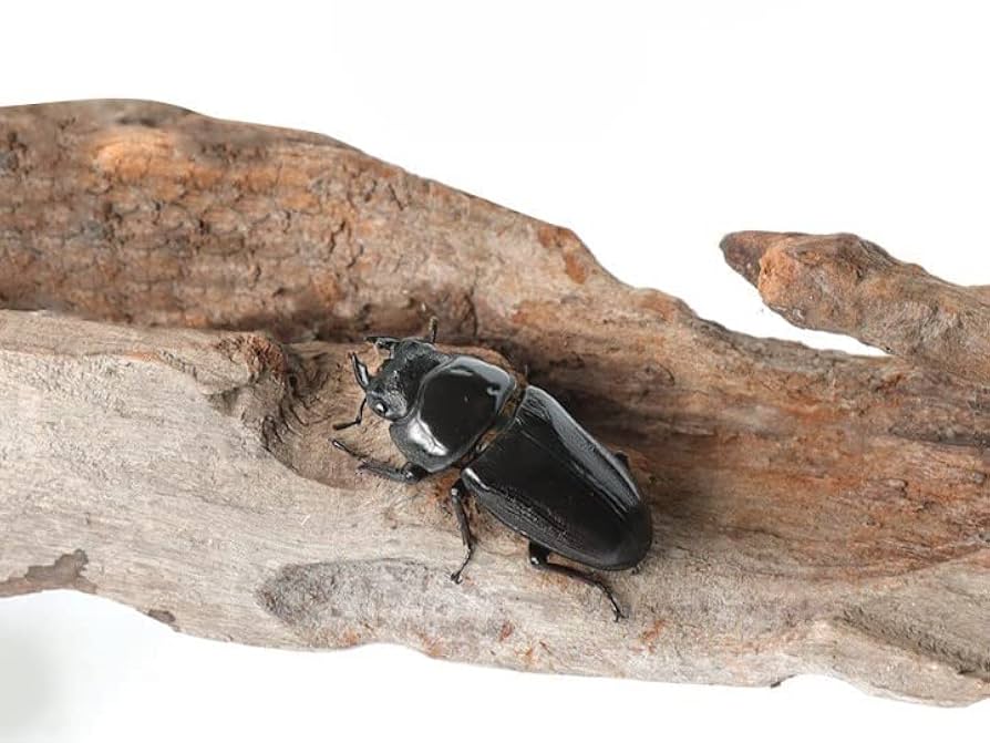 Amazon | 【販売 むしや本舗】 「産卵確認済み」国産