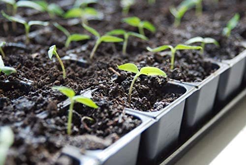 Italienisches Kräuterpaket mit 5 Kräutern/Oregano, Basilikum, Petersilie, Thymian, Majoran / 250 Samen/Ideal für die Fensterbank/der eigene Kräutergarten/Kräutertöpfe - Image 7