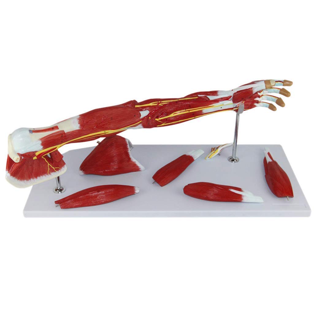 Anatomiczny Model Ciała, Model Szkieletowy, Modele Nauki Ludzkiej, Model Mięśni Górnego, Modelu Nerwu Naczyniowego, Ramię, Materiał PCV, Medyczne Pomoce Dydaktyczne Dla Medycznych