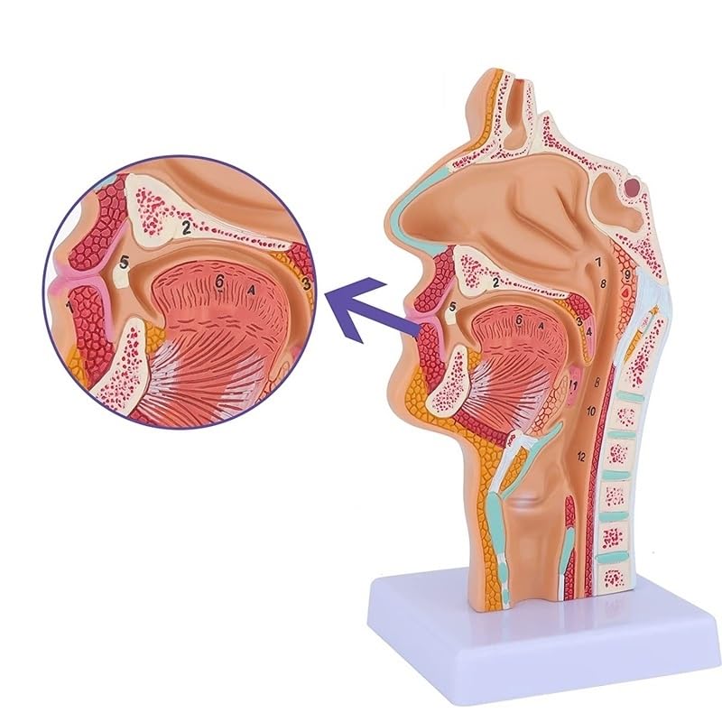 Nasale cavità Gola Anatomia Modello Anatomico Umano Faringe Laringe Modello for Gli Studenti Studio Display Insegnamento