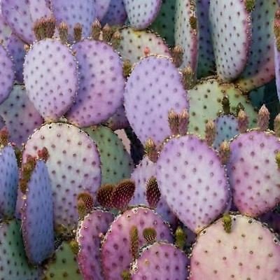 Graines de cactus Feigen violet (Opuntia violacea Santa Rita) Graines Paquet de 500 graines