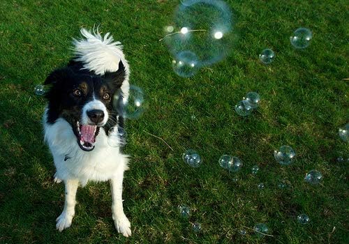 Dog Bubbles Triple Chomp Pack - Bacon Bubbles, Peanut Butter Bubbles and Cheese Bubbles - Three 8 oz Bottles with Wands - Dogs Love Bubbles!