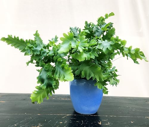 POWERS TO FLOWERS - FELCE AZZURRA, PHLEBODIUM DAVANA, IN VASO CERAMICA AZZURRO, 14 CM DIAMETRO, pianta vera