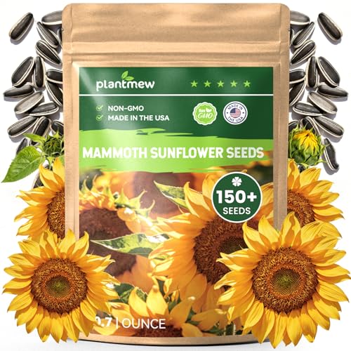 150+ Sunflower Seeds for Planting Giant Mammoth Sunflower Seeds Extra Tall Large Blooms Open Pollinated Easy to Grow Flower Seeds for Garden Outdoor Planting & Landscaping 0.7 Oz