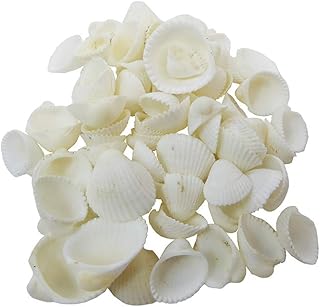 Zelda Bomboniere Conchiglie Clam Rose Mini Ventaglio kg 1