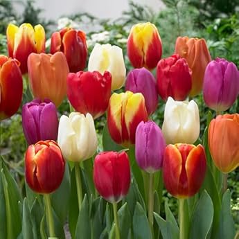 10 Bulbi di Tulipano TRIONFO in miscuglio | Bulbi provenienti dai migliori produttori Olandesi | Esclusiva selezione e controllo qualità | Fioritura garantita dal primo anno.: vedi il prezzo e le caratteristiche Foto di 10 Bulbi di Tulipano TRIONFO in miscuglio | Bulbi provenienti dai migliori produttori Olandesi | Esclusiva selezione e controllo qualità | Fioritura garantita dal primo anno.