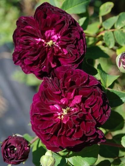 See full amazon price history chart for PLANT EXOTIC Climbing Rose Flower Live Flower Plant For Indoor and Gardening All Season Flower Seeds Eco Pack -Creepers Trellis Everblooming Support Structures Climbers for Home (MAROON) PLANT EXOTIC Climbing Rose Flower Live Flower Plant For Indoor and Gardening All Season Flower Seeds Eco Pack -Creepers Trellis Everblooming Support Structures Climbers for Home (MAROON) (B0D9H2YR6W) Amazon Price History, Amazon Price Tracker