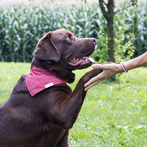 Hundehalstuch mit Halsband und Freundschaftsarmband von Pettsie, Verstellbare Größen S, M, und L, Abnehmbares Bandana Tuch, Attraktive Verpackung Inklusive, Hundeliebhaber, M, Rot
