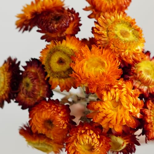 20 tallos de flores secas para decoración miniatura 5
