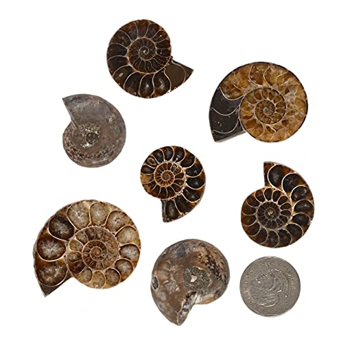 Image of Natural Ammonite Fossil Shell - Madagascar