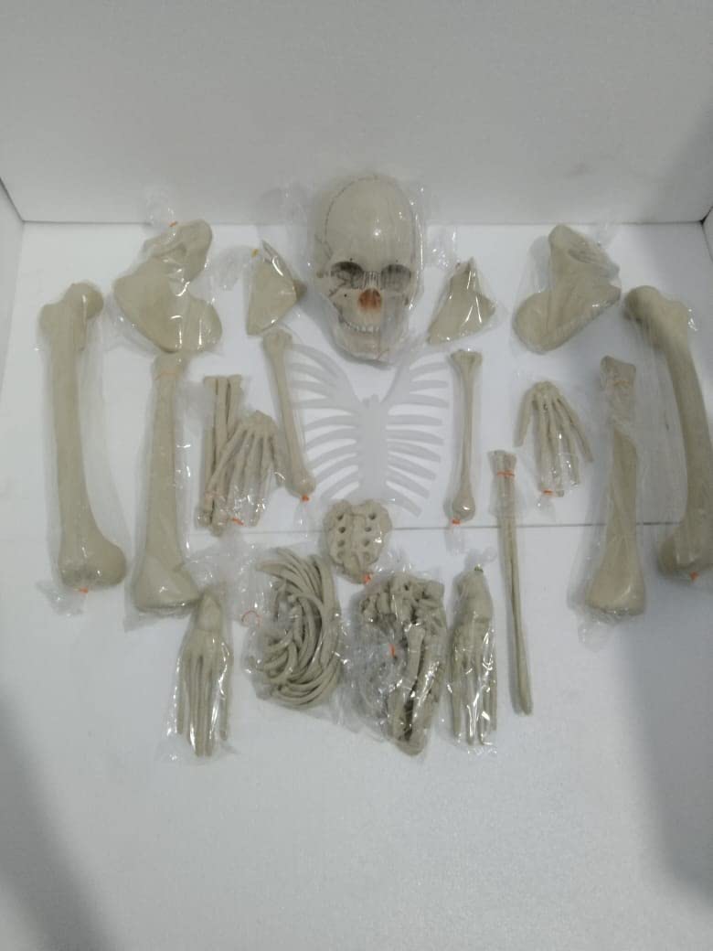 Dis-articulated Human Skeleton Anatomical Model 5 Feet