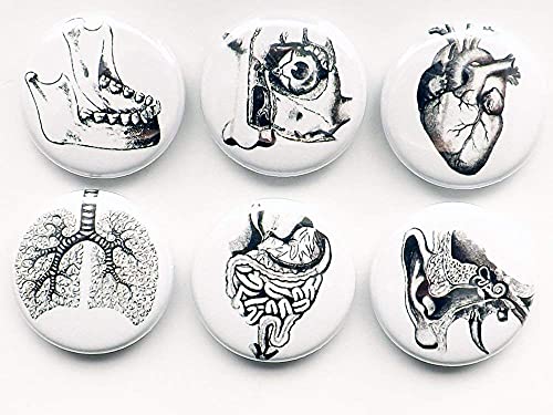Medical Anatomy 6 Magnets Jaw Eye Ear Anatomical Heart Lungs Nurse Practitioner Physician Assistant Gift #TOP1