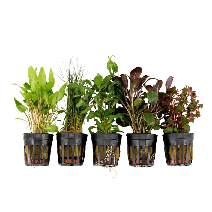 Live Freshwater Aquarium Plants - 5 Assorted Potted for Fish Tanks - (Grower's Choice) Beginner Friendly - 2 Day Shipping (FedEx 2Day)