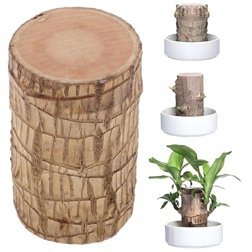 Oriley Brazilian Bamboo Lucky Wood Stick Good Luck Live Brazil Potted Plant Healthy Indoor Feng Shui Plants for Living Room & Home Office Decor Pot Not Included (Pack of 1)