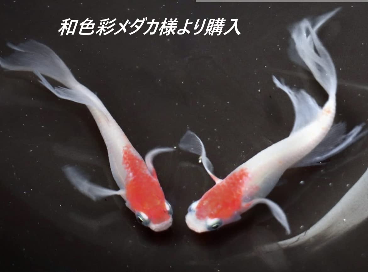 Amazon.co.jp: 振袖紅白 有精卵 12＋@ 個 最高級 めだか メダカ