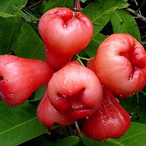 Royal Paradise Garden Rare Wax Apple Java Apple Syzygium samarangense 30 Seeds