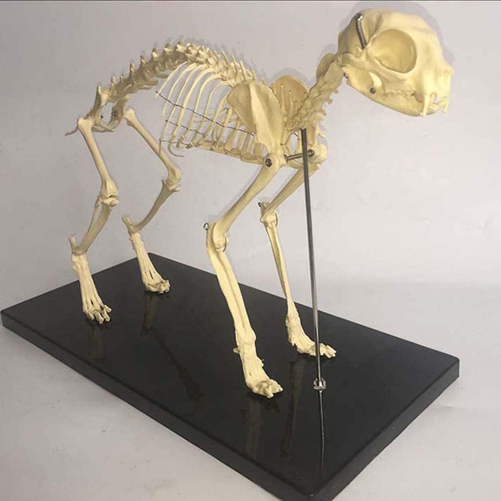 【新品未使用】Elenco 猫の全身骨格模型 Amazon.co.jp: 猫の骨格解剖学モデル模擬動物の骨の解剖学モデル猫の