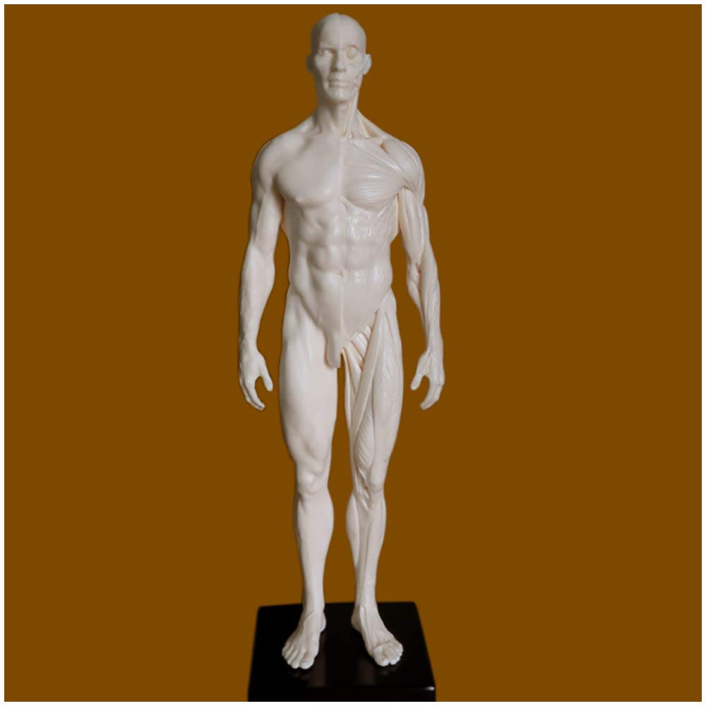 Figure d'anatomie féminine et Masculine de 11 Pouces - Modèle d'os Musculaire Anatomique Humain en matériau PU - Modèle d'anatomie musculo-squelettique Humaine - pour étude de Dessin d'artis