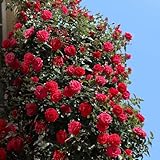 Kletterrose Red Flame in Rot - Kletter-Rose winterhart, stark duftend - Pflanze für Rankhilfe wurzelnackt/Wurzelware von Garten Schlüter - Pflanzen in Top Qualität