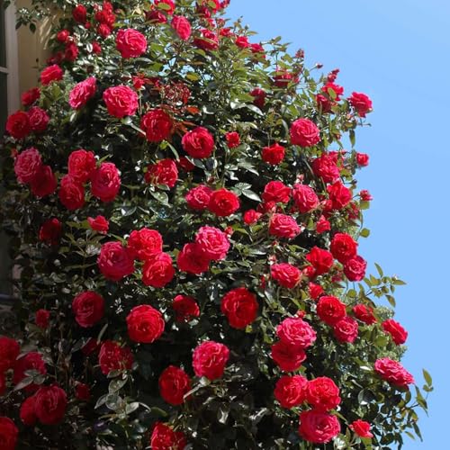 Kletterrose Red Flame in Rot - Kletter-Rose winterhart stark duftend - Pflanze für Rankhilfe wurzelnackt/Wurzelware von Garten Schlüter - Pflanzen in Top Qualität