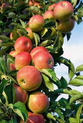 Mphmi Seedless Plant Fruit Plants Hariman 99 apple plants Summer Zone Apple sebs (B0CYXP1ZGC) Amazon Price History, Amazon Price Tracker