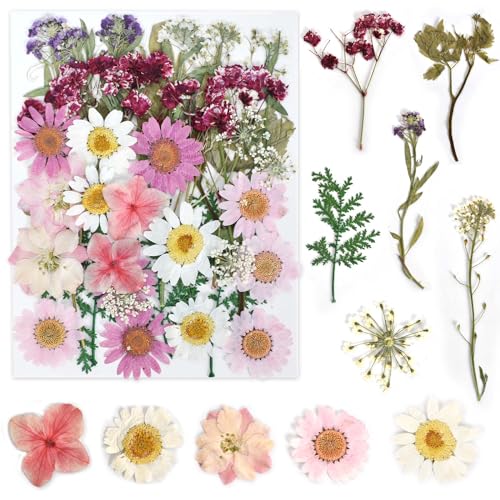 KYSUN Flor Seca Comprimida, Flores Secas Pequeñas, Flores Secas Reales Naturales, Flores Prensadas Conjunto Flor Prensada Mezclada, Naturales Flores Prensadas Reales para Decoraciones (Rosa)