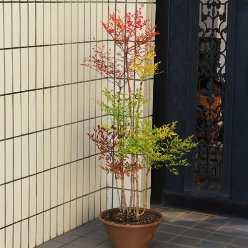 Amazon 厄除け 縁起良しの庭木 紅白南天 特選品 鉢植え 全高 約90 100cm 佐川急便発送 植木 Amazon 厄除け 縁起良しの庭木 紅白南天 特選品 鉢植え 全高 約90 100cm 佐川急便発送 植木