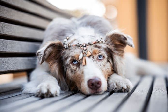 EM-Keramik Kette *Gipsymee* Love Story No. 2 - süßes Tau Schmuckhalsband für Hunde - Rosa und Rosegold