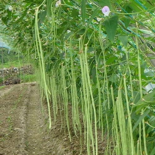 Golden Hills Farm Hybrid Yard Long Beans Vegetable 40+ seeds (B09668192H) Amazon Price History, Amazon Price Tracker