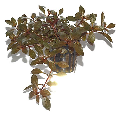 AquaOne Aquarium Pflanze 3 Stück Ludwigia repens 'Rubin' Wasserpflanze Nr.033D Aquariumpflanzen Set - Image 5