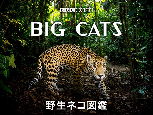 野生ネコ図鑑(字幕版)
