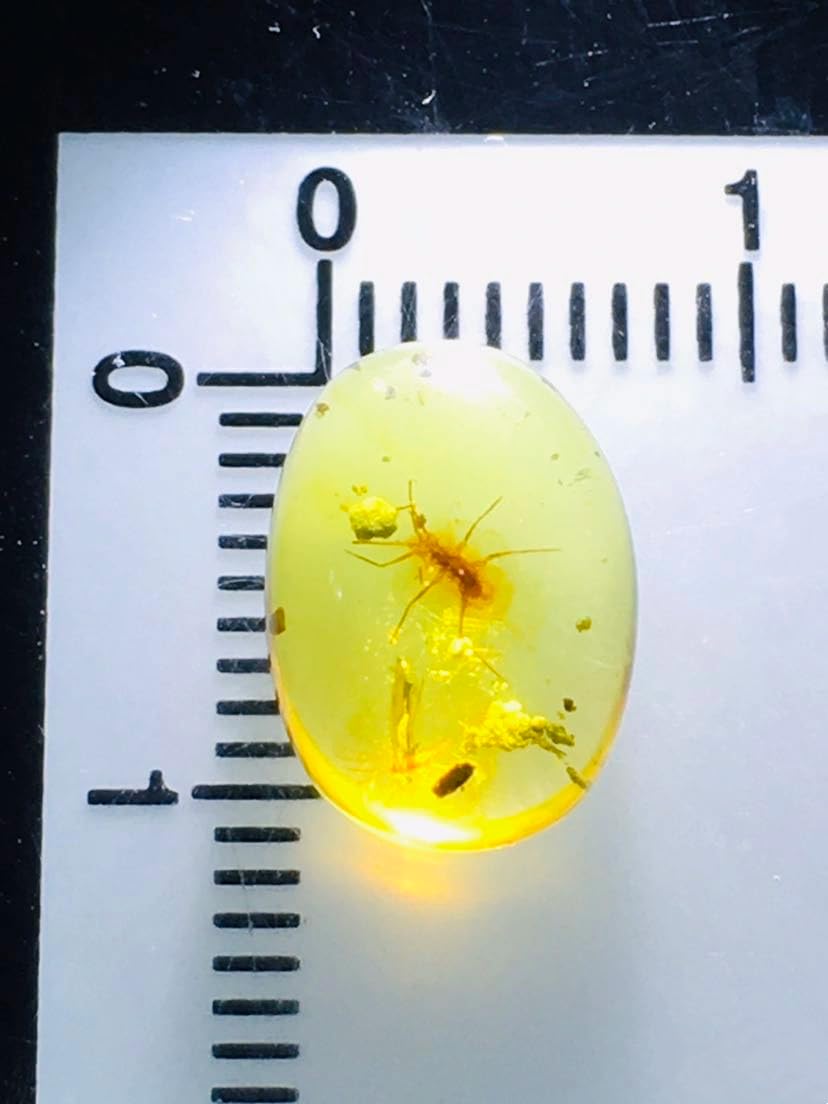 Burmese burmite Cretaceous coccid Insect Fossil Amber Myanmar