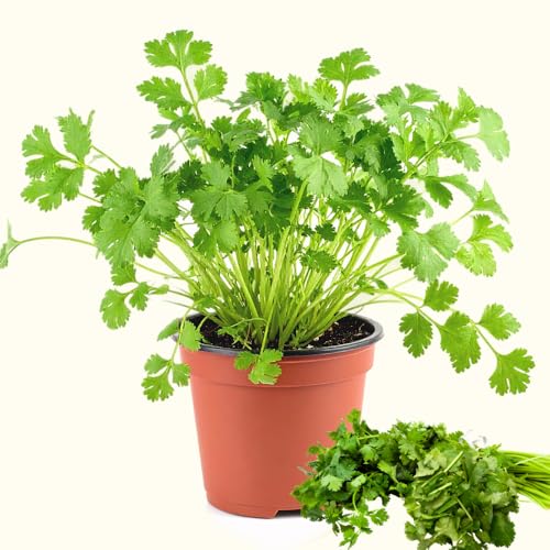 Green Cilantro Plant Live Cilantro Live Plant Pot 3.5 Inc Pot Herb Vegetable Plant Gardening Outdoor Indoor