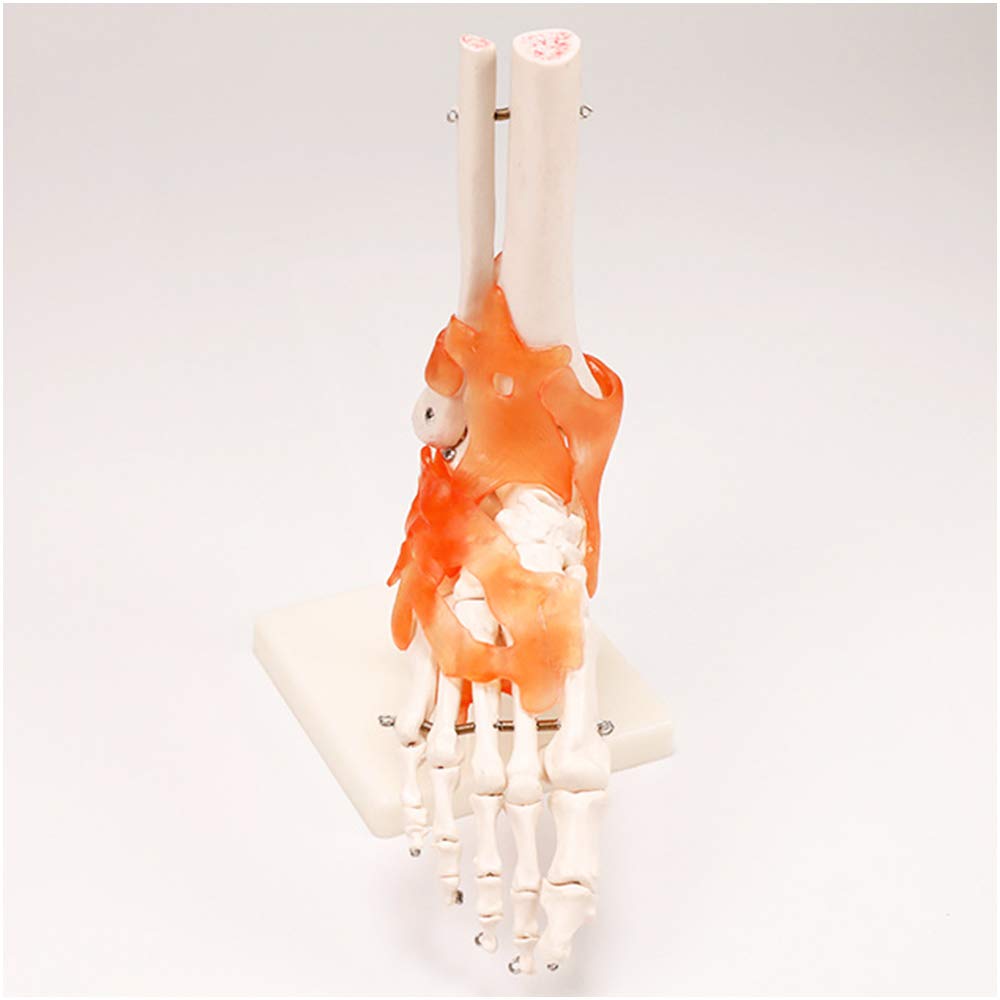 Sjdopulse A Foot Bone Model With Ligament - Life Size Human Foot Skeleton Model - Medical Natomical Human Foot Toe Joint Bone Model - For Medical Educational Training Id (A)
