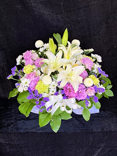 ݂̉  Mtg  ybg AWg Iׂ5F iLTCY N[֔z zCgp[vj 䋟    @   @v  (yN[֔zzzCgp[v)