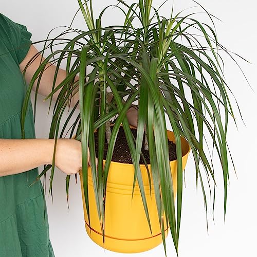 Bloem Sp1423 Saturn Planter W/Saucer 14" Earthy Yellow #TOP3