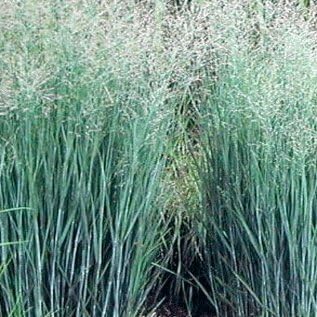 Panicum virgatum 'Heavy Metal' 19cm Pot Size