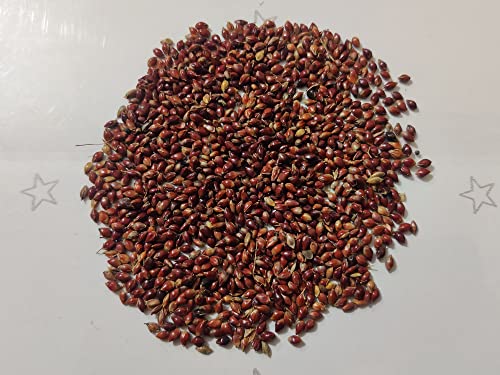 SRI SAI FORESTRY Super Napier & Red Napier Grass (1000 Seeds Each) | High Yield Multi Cut Fodder Grass for Cattle, Goat, Buffalo, Sheep | Nutritious Green Fodder Seeds for Dairy Farming & Livestock