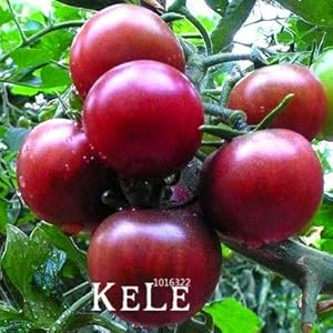 Bloom Green Co. Grande Vendita Bella Bonsai Yellow Pear Pomodoro, Verdura in Vaso Organico pianta Frutta Pomodoro per la casa Giardino 100 pc/Lotto, I9YOHX: 2