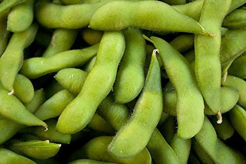 Las Semillas de germinación: 100+ Semillas: Semilla de Soja: Sea-Sweet 292 Semillas de Soja comestibles Fresco Germen envío