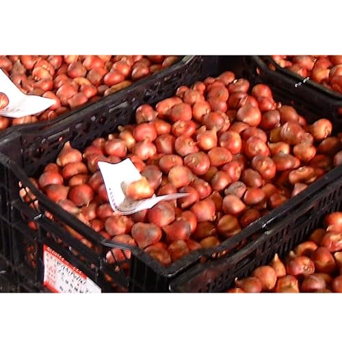 価格.com】球根 | 通販・価格比較・製品情報