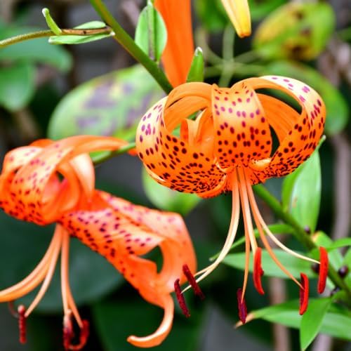10 Turks Cap Lily Bulbs, Tiger Lily Flower Bulbs, Orange Flower Live Plant